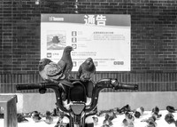 Ruling the Roost