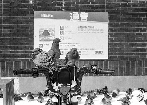 Ruling the Roost