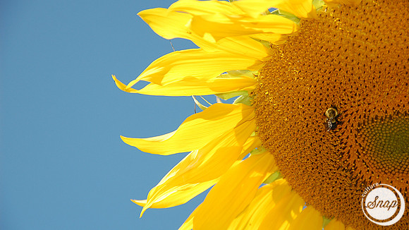 Sunflower and Bee
